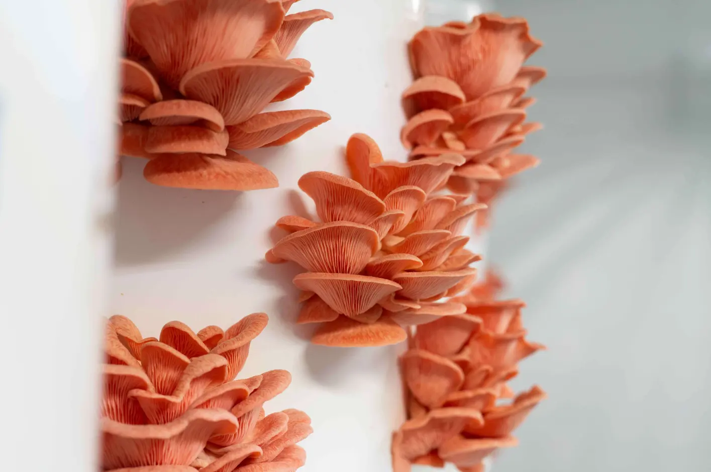 Campbell Mushroom Farm lab workspace