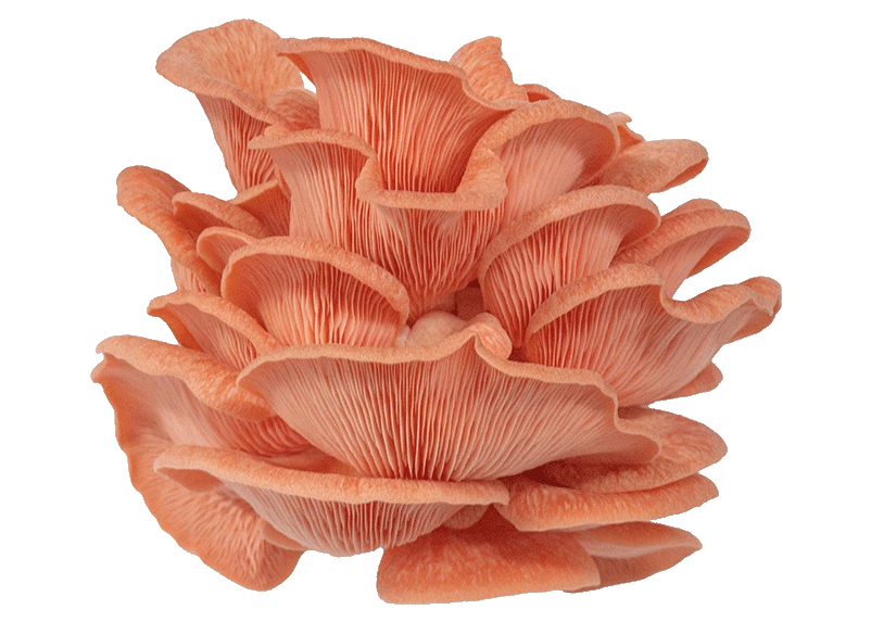 Pink Oyster